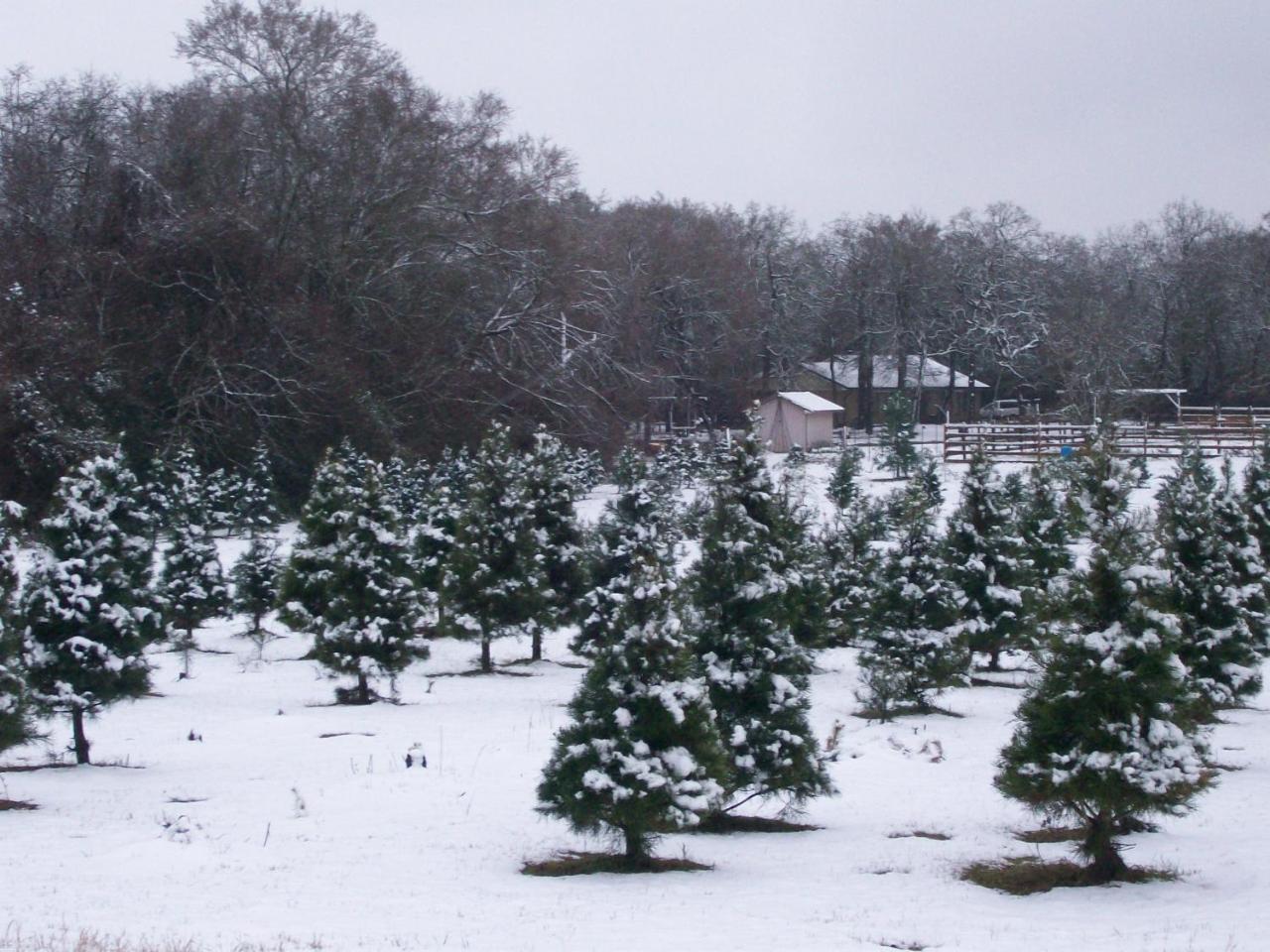 בריאן Kelumac Christmas Tree Farm B&B מראה חיצוני תמונה