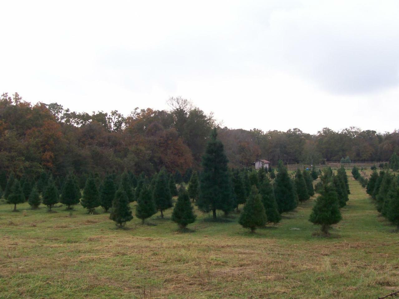 בריאן Kelumac Christmas Tree Farm B&B מראה חיצוני תמונה